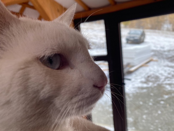 Click image for larger version

Name:	gratuitous cat photo.jpeg
Views:	303
Size:	185.2 KB
ID:	1385