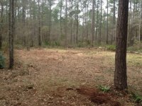 Cleared Land.jpg