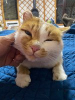 ginger.jpeg