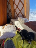 puppy and cats indoors.jpeg puppy and cats indoors.jpeg