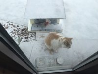 frosty cat.jpg frosty cat.jpg