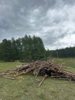 a pile of skinny larch.jpeg