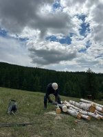 cutting silver birch.jpeg