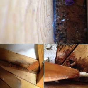 mold