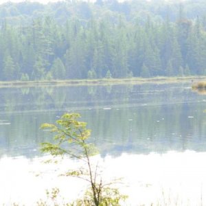 Stone Dam Lake, which is close to my camp.  You can see a beaver in the water on the left.