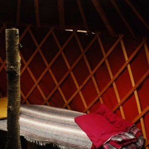 Dog (Cooper) looking at camera under bed, center tree, curved handmade yurt chair (easy take-apart), and handmade bench/bed (easy take-apart frame, ma
