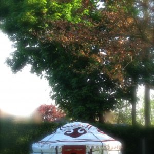 Yurtwithtalltree
