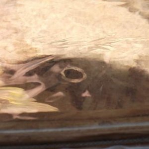 DSCF0870