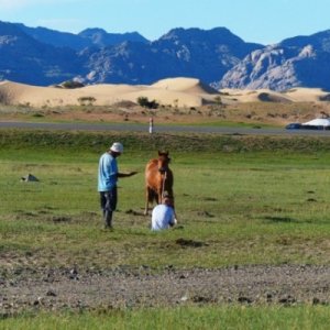 Working with a young horse. The "mini-Gobi" is in the background.  An area of growing desertification.