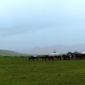 The horse herd around the yurt.