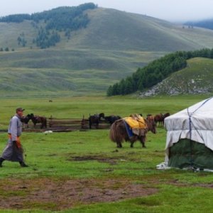 A yak after being dressed for business, packing business.