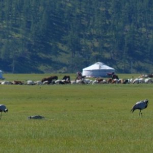 A little better version of the cranes and the goats and sheep.