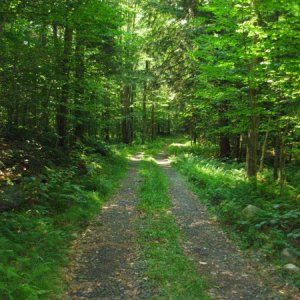 This is the road leading to my camp road.