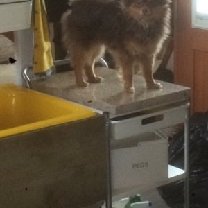 Very cool sink .... Cast iron & donated.....free is good