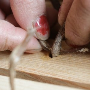 Tying camel sinew to hold walls together