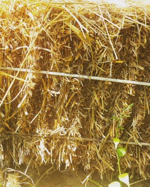 Close-up of the straw conditions. For sure calling it a success. Was a great option even in our cold, wet, NH climate.