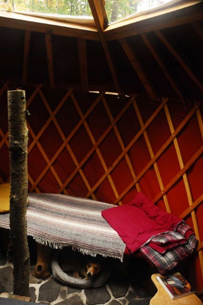 Dog (Cooper) looking at camera under bed, center tree, curved handmade yurt chair (easy take-apart), and handmade bench/bed (easy take-apart frame, ma