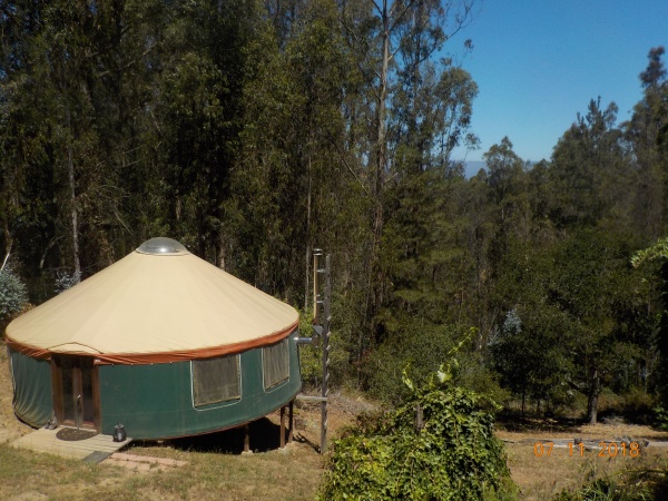In the eucalyptus trees with the Santa Cruz mountains in the background