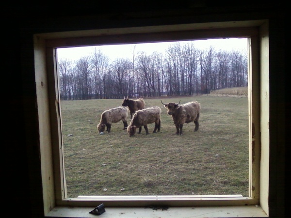 Looking out the second new window.