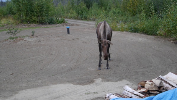 Moose checking out wood pile