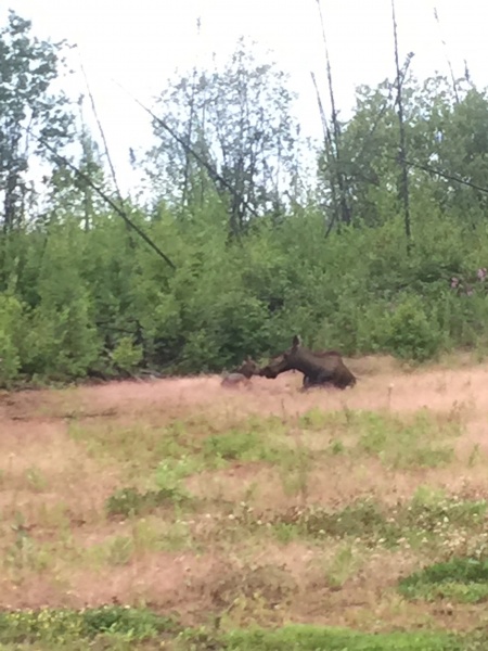 Mother Nature replaced our yard animals with this small family!