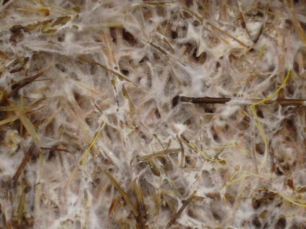 mushroom mycelium growing as yurt material