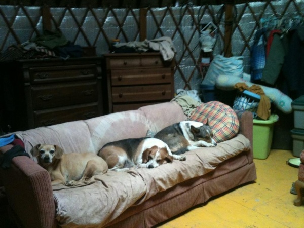 My dogs love Yurt life!