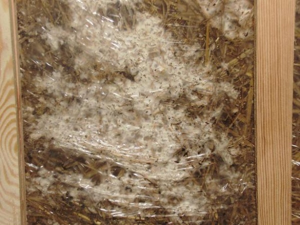 mycelium after one month growin on thr yurt roof inside