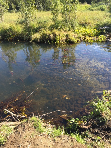 Salmon in the stream. Headed upstream to spawn.  no fishing in this stream!