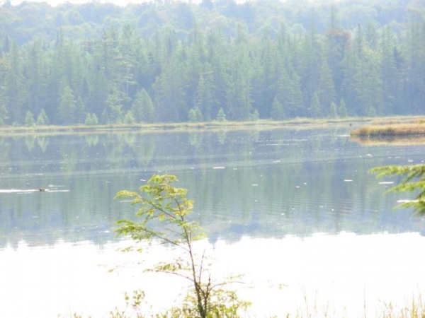 Stone Dam Lake, which is close to my camp.  You can see a beaver in the water on the left.