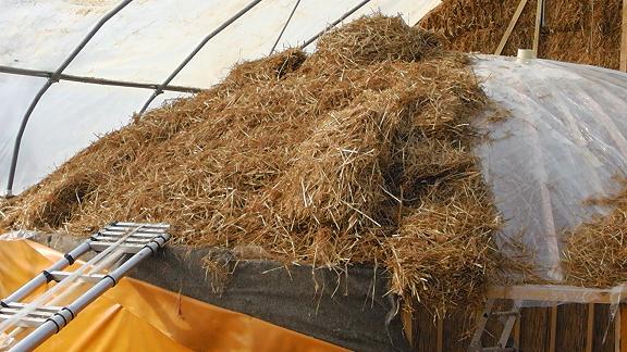 straw for the Mycelium on the yurt
