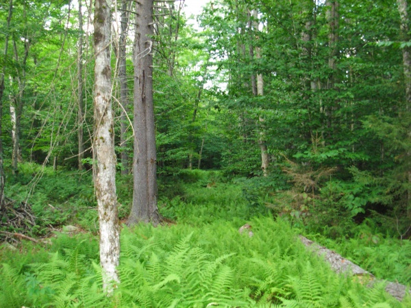 This is an old logging road near my camp.  It fills up with ferns in the summertime.