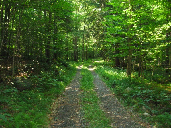 This is the road leading to my camp road.