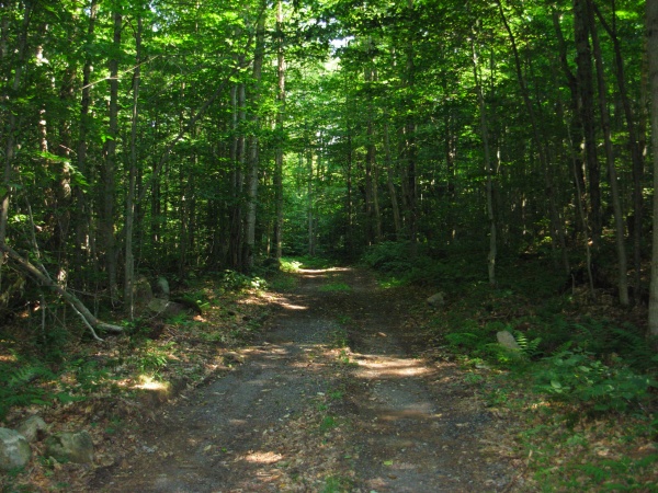 This is the road leading to my camp road.
