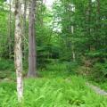This is an old logging road near my camp.  It fills up with ferns in the summertime.