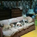 My dogs love Yurt life!
