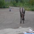 Moose checking out wood pile