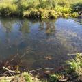 Salmon in the stream. Headed upstream to spawn.  no fishing in this stream!