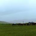 The horse herd around the yurt.