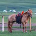 Interesting saddles and horses.