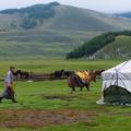 A yak after being dressed for business, packing business.