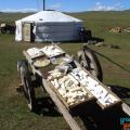 cheese drying in front a a 5-walls ger in Mongolia