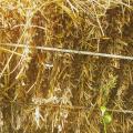 Close-up of the straw conditions. For sure calling it a success. Was a great option even in our cold, wet, NH climate.