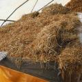 straw for the Mycelium on the yurt