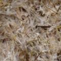 mushroom mycelium growing as yurt material