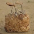 mushroom mycelium