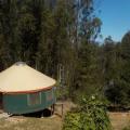 In the eucalyptus trees with the Santa Cruz mountains in the background